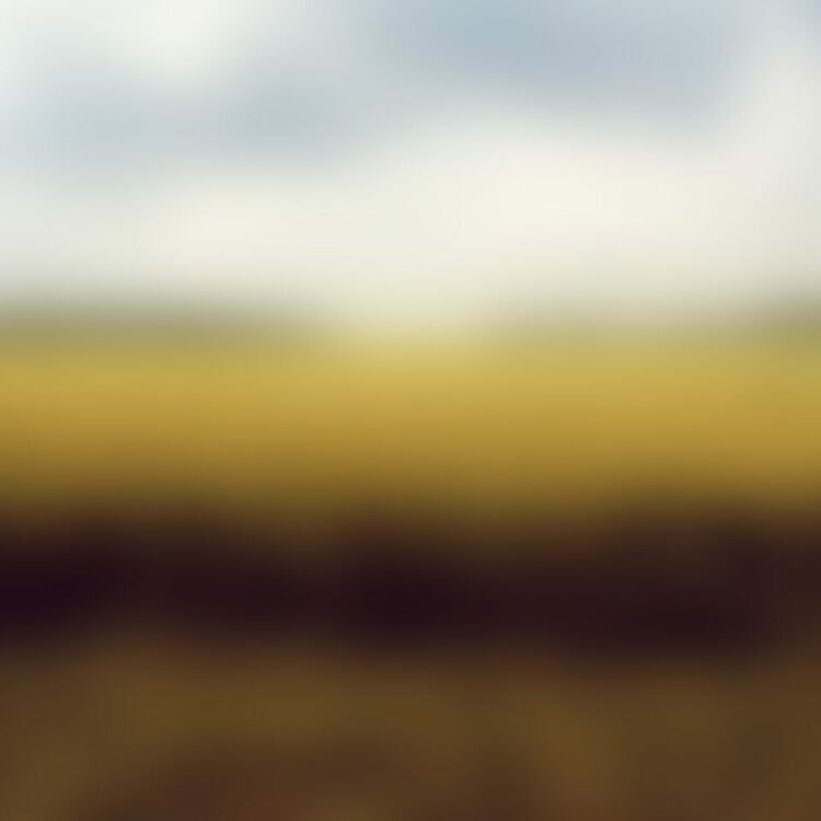 Wheat Field Poster